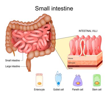 İnce bağırsak anatomisi. İnce bağırsak mukozası, submukoza, kas dokusu, serosa katmanları. Bağırsak villalarının çapraz kesimi. Kök hücre, kadeh ve panet hücreleri, Enterosit. Ayrıntılı Vektör posteri