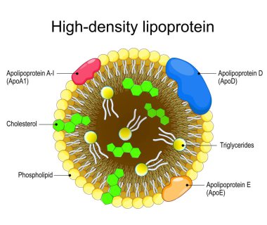 Yüksek yoğunlukta lipoprotein. HDL 'nin çapraz kesiti, Hidrofobik Çekirdek ve Amphipatik yüzeye yakın çekim. Lipidler, trigliseritler, fosfolipidler ve kolesterol için taşıma mekanizması. Ayrıntılı Vektör posteri