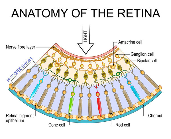 Anatomy of the retina. Photoreceptors: Cone and Rod cells. Cross section of the human eye with Choroid, Nerve fibre layer, Retinal pigment epithelium, Ganglion, Bipolar, and Amacrine cells. Detailed vector poster