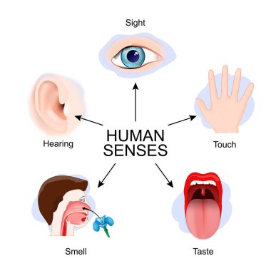 Duyma, dokunma, tatma, koklama, görme. Ayrıntılı vektör posteri