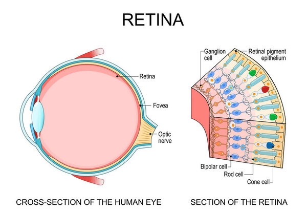 Human eye anatomy. Retina structure. Cross-section of the eye. Cells in section of the retina. Detailed vector poster