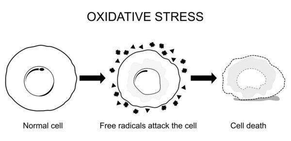 Окислительный стресс. Дисбаланс между производством свободных радикалов и антиоксидантов. Иллюстрация вектора ячеек на белом фоне