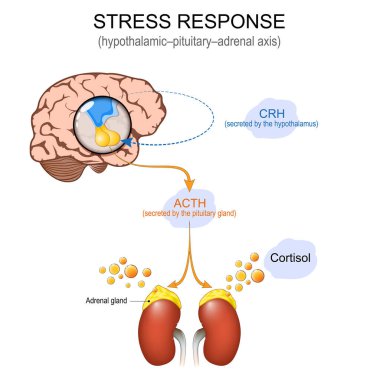 Hipotalamik hipofiz bezi adrenal ekseni. HPA ekseni. Stres tepki sistemi. Hipotalamus hormonu, hipofiz bezi ve adrenal bez. Ayrıntılı vektör posteri