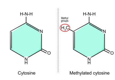 Sitozin metilasyonu. Sitozin molekül ve metil grup. DNA ve RNA 'da bulunan nükleobazların kimyasal yapısal formülü ve modeli. Vektör illüstrasyonu
