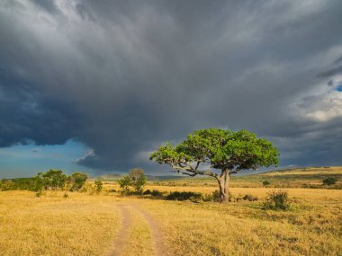 Dağınık çalıları ve tek Şemsiye Akasya ağacı olan Masai Mara Ulusal Rezervi. Masai Mara Ulusal Rezervi. Masai Mara ve yerel olarak bilinen adıyla Mara, Kenya, Afrika