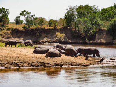 Mara Nehri kıyısındaki su aygırları sürüsü Masai Mara Ulusal Rezervi, Masai Mara, Kenya, Afrika