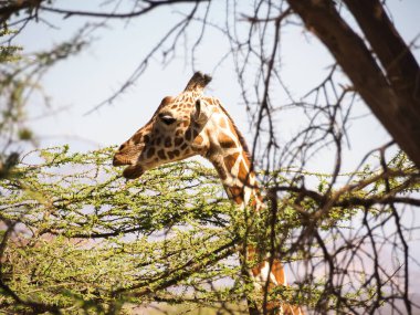 Samburu Ulusal Parkı, Kenya, Afrika 'da Zürafa.