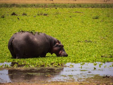 Amboseli Ulusal Parkı 'ndaki sulak alanlarda su aygırları, Kenya, Afrika