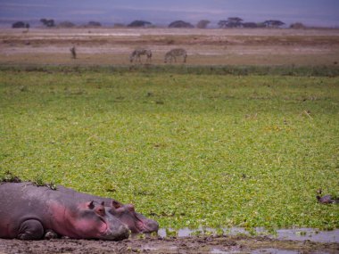 Amboseli Ulusal Parkı 'ndaki sulak alanlarda su aygırları, Kenya, Afrika