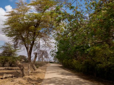 Amboseli Ulusal Parkı, Kenya, Afrika 'daki savana ovalarında kuru yol