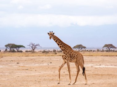 Masai Zürafa 'nın belirgin, düzensiz, tırtıklı, yıldıza benzer lekeleri var. Giraffa camelopardalis tippelskirchi veya Giraffa tippelskirchi Kilimanjaro zürafası olarak da bilinir. Masai Mara Ulusal Parkı, Kenya
