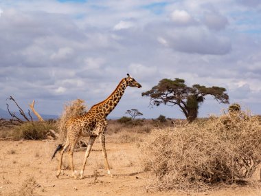 Masai Zürafa 'nın belirgin, düzensiz, tırtıklı, yıldıza benzer lekeleri var. Giraffa camelopardalis tippelskirchi veya Giraffa tippelskirchi Kilimanjaro zürafası olarak da bilinir. Masai Mara Ulusal Parkı, Kenya
