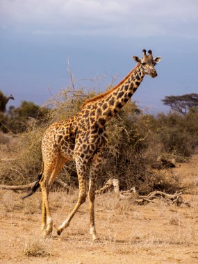 Masai Zürafa 'nın belirgin, düzensiz, tırtıklı, yıldıza benzer lekeleri var. Giraffa camelopardalis tippelskirchi veya Giraffa tippelskirchi Kilimanjaro zürafası olarak da bilinir. Masai Mara Ulusal Parkı, Kenya