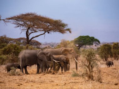 Amboseli Ulusal Parkı 'ndaki filler, Kenya, Afrika.
