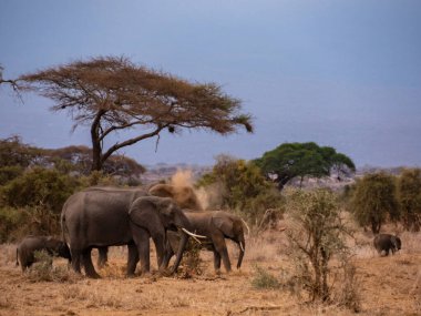 Amboseli Ulusal Parkı 'ndaki filler, Kenya, Afrika.