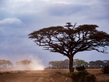 Amboseli Ulusal Parkı, Kenya, Afrika 'daki savana ovalarında kuru yol