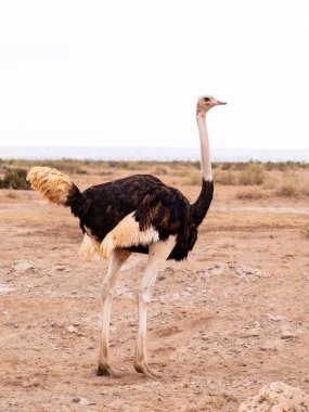 Amboseli Ulusal Rezervi, Kenya, Afrika 'da bir erkek devekuşu.