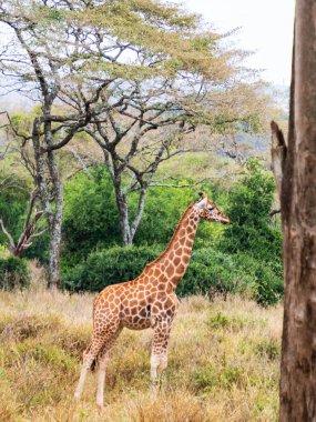 Rothschild zürafası kahverengi benekli kahverengi beneklere sahiptir ancak beyaz bacakları vardır (Giraffa camelopardalis rothschildi). Nairobi, Kenya, Afrika 'daki Zürafa Merkezi