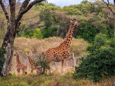 Rothschild zürafası kahverengi benekli kahverengi beneklere sahiptir ancak beyaz bacakları vardır (Giraffa camelopardalis rothschildi). Nairobi, Kenya, Afrika 'daki Zürafa Merkezi