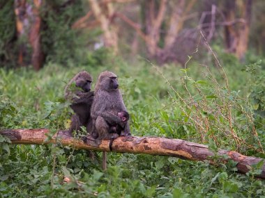 Nakuru Gölü Ulusal Parkı, Kenya, Afrika 'da babun ailesi.