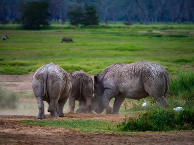 Gergedanlar Nakuru Gölü Ulusal Parkı, Kenya, Afrika