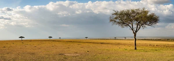 散乱単傘アカシアの木とMaasaiマラ国立保護区 マサイ マラ国立保護区 マサイマラと地元では単にマラとして知られています ケニア アフリカ — ストック写真
