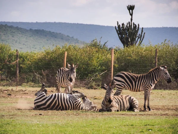 Plain Zebra Rolling Its Back While Another One Sits Masai — Stock Photo, Image