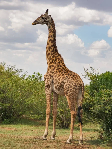 Masajská Žirafa Výrazné Nepravidelné Zubaté Skvrny Připomínající Hvězdu Žirafa Camelopardalis — Stock fotografie
