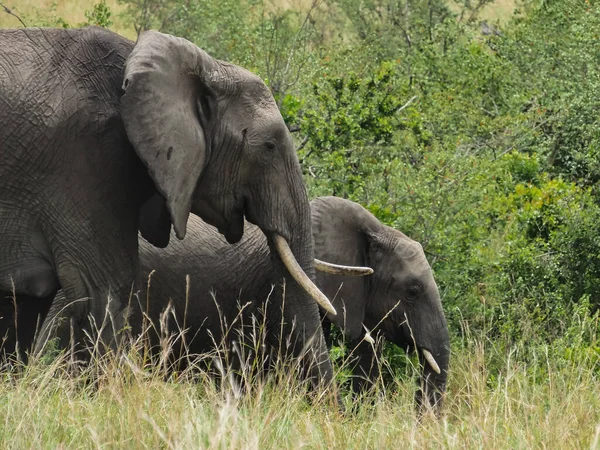 Rodzina Słoni Parku Narodowym Samburu Kenia Afryka — Zdjęcie stockowe