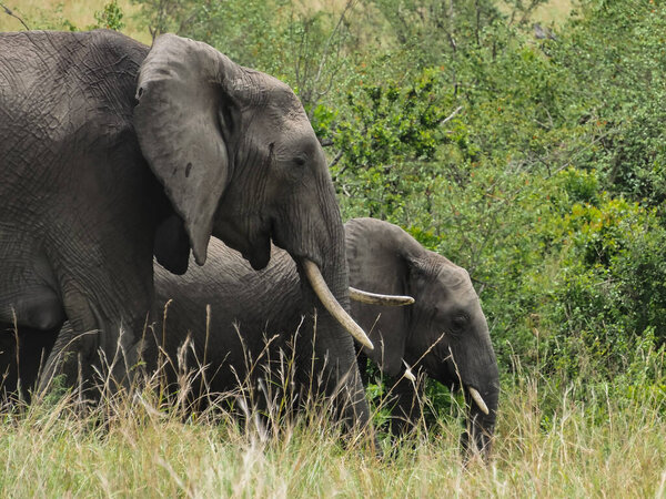 Family of elephants in the Samburu National Park, Kenya, Africa.