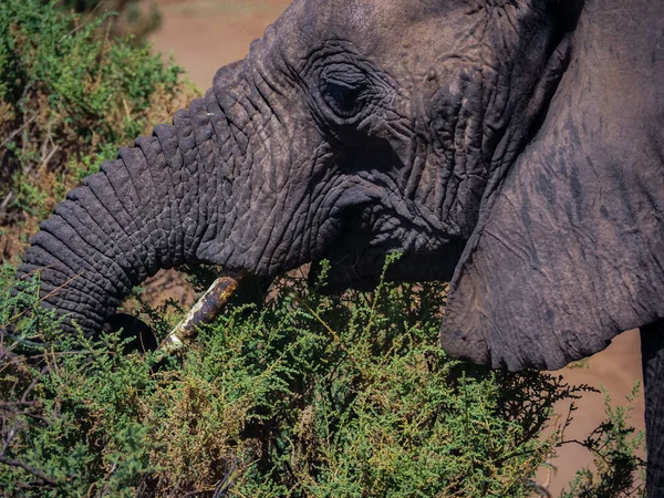 Nahaufnahme Des Elefantenkopfes Samburu Nationalpark Kenia Afrika — Stockfoto