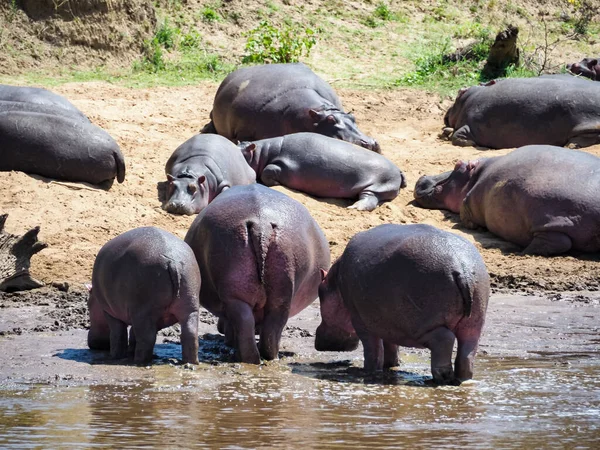 Mara Nehri Kıyısındaki Aygırları Sürüsü Masai Mara Ulusal Rezervi Masai — Stok fotoğraf