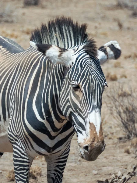 Zebra Grevy Ego Sawannie Parku Narodowym Samburu Kenia Afryka — Zdjęcie stockowe