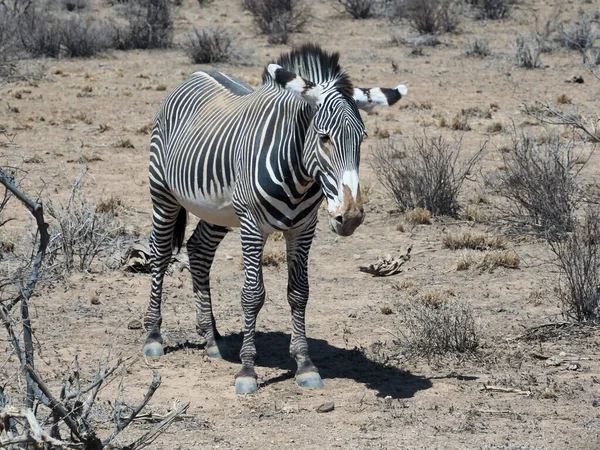 Zebra Grevy Savana Parque Nacional Samburu Quênia África — Fotografia de Stock