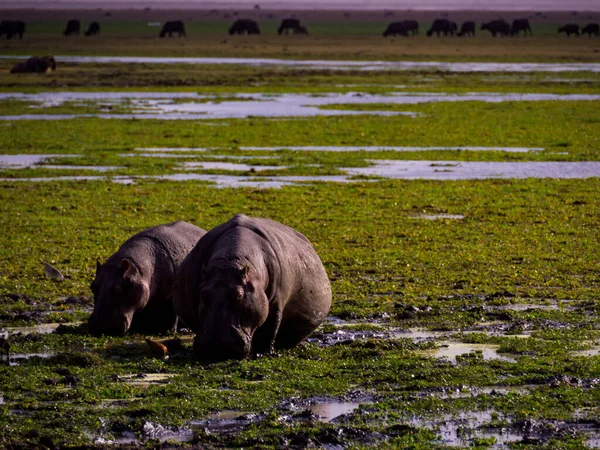 Amboseli Ulusal Parkı Ndaki Sulak Alanlarda Aygırları Kenya Afrika — Stok fotoğraf