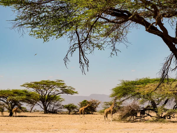 Καλλιτεχνική Καμηλοπάρδαλη Στο Εθνικό Πάρκο Σαμπούρου Κένυα Αφρική — Φωτογραφία Αρχείου