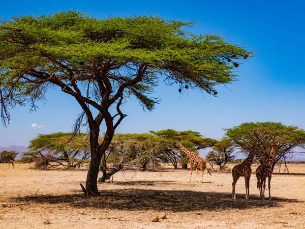 Καλλιεργημένες Καμηλοπαρδάλεις Στο Εθνικό Πάρκο Σαμπούρου Κένυα Αφρική — Φωτογραφία Αρχείου