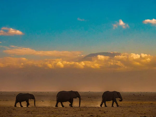 Three elephants in the Amboseli National Park, adn Kilimanjaro in the background, Kenya, Africa.