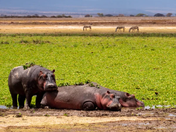 Ιπποπόταμος Στους Υγρότοπους Του Εθνικού Πάρκου Αμπόσελης Κένυα Αφρική — Φωτογραφία Αρχείου