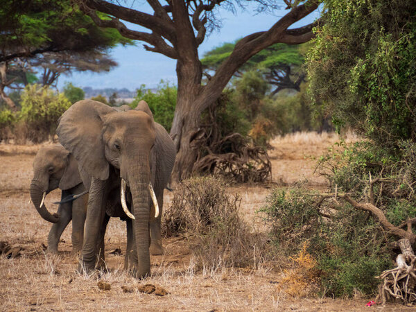 Elephants in the Amboseli National Park, Kenya, Africa.