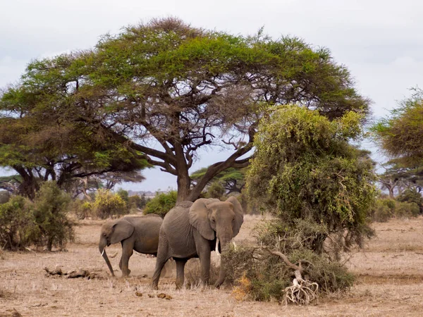 stock image Elephants in the Amboseli National Park, Kenya, Africa.