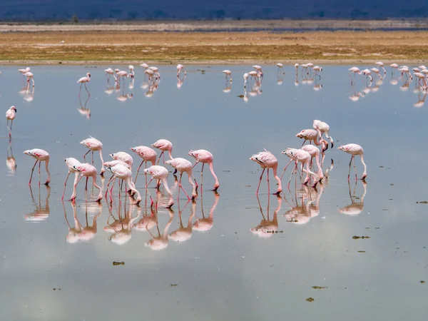 Pink Flamingos Amboseli National Park Kenya Africa October 2022 — 图库照片