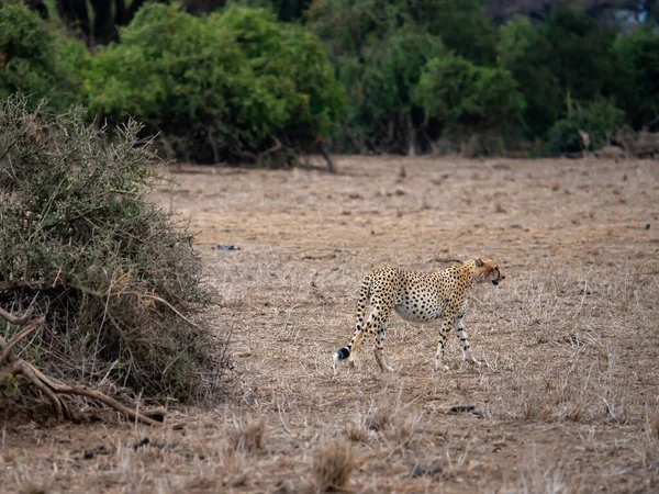 Gepard Acinonyx Jubatus Amboseli Nationalpark Kenia Afrika — Stockfoto