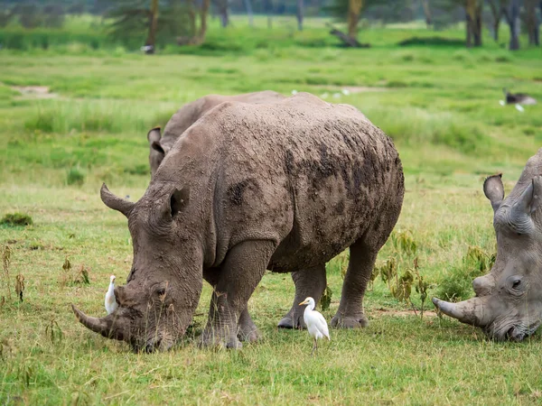 Nosorožci Národním Parku Nakuru Keňa Afrika — Stock fotografie