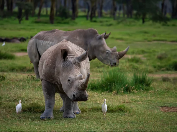 Rhinos Lake Nakuru National Park Kenya Africa — Stock Photo, Image