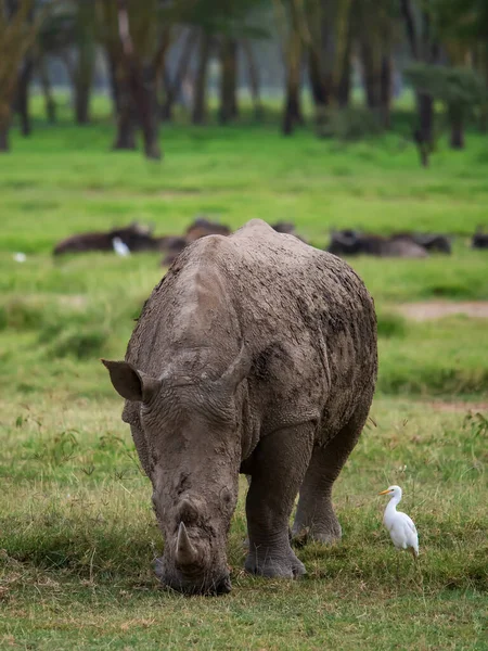 Rinoceronti Nel Parco Nazionale Del Lago Nakuru Kenya Africa — Foto Stock
