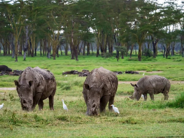 Rhinos Lake Nakuru National Park Kenya Africa — стокове фото