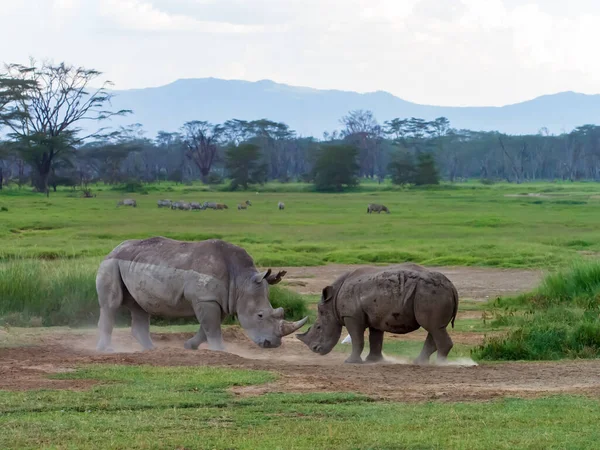 Rinoceronti Nel Parco Nazionale Del Lago Nakuru Kenya Africa — Foto Stock