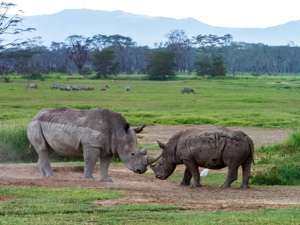 Двоє Озброєних Носорогів Національному Парку Накуру Кенія Африка — стокове фото