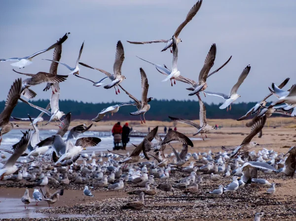 갈매기들은 해에서 해조류를 잡는다 폴란드 — 스톡 사진